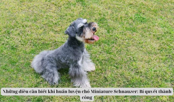 Những điều cần biết khi huấn luyện chó Miniature Schnauzer: Bí quyết thành công