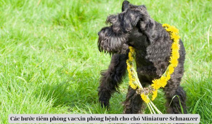 Các bước tiêm phòng vacxin phòng bệnh cho chó Miniature Schnauzer