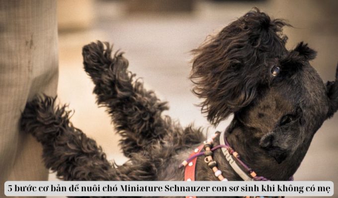 5 bước cơ bản để nuôi chó Miniature Schnauzer con sơ sinh khi không có mẹ