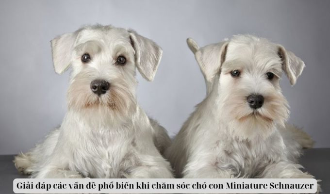 Giải đáp các vấn đề phổ biến khi chăm sóc chó con Miniature Schnauzer