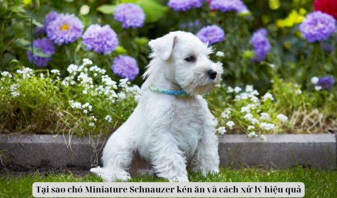 Tại sao chó Miniature Schnauzer kén ăn và cách xử lý hiệu quả