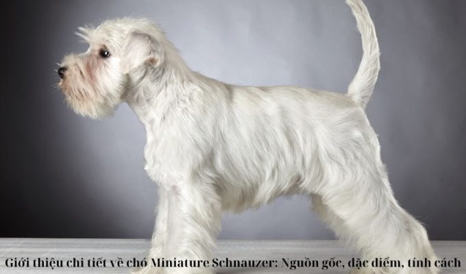 Giới thiệu chi tiết về chó Miniature Schnauzer: Nguồn gốc, đặc điểm, tính cách