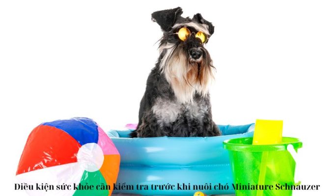 Điều kiện sức khỏe cần kiểm tra trước khi nuôi chó Miniature Schnauzer