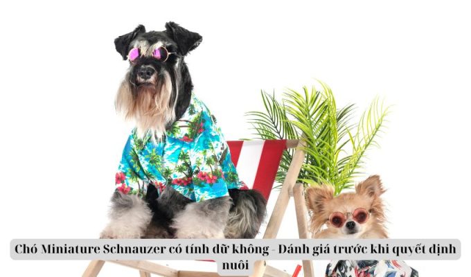 Chó Miniature Schnauzer có tính dữ không – Đánh giá trước khi quyết định nuôi