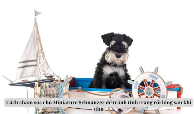 Cách chăm sóc chó Miniature Schnauzer để tránh tình trạng rối lông sau khi tắm