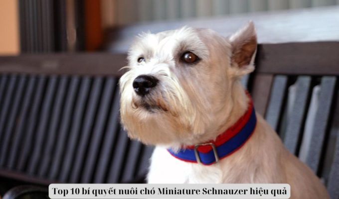 Top 10 bí quyết nuôi chó Miniature Schnauzer hiệu quả