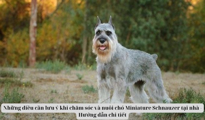 Những điều cần lưu ý khi chăm sóc và nuôi chó Miniature Schnauzer tại nhà – Hướng dẫn chi tiết