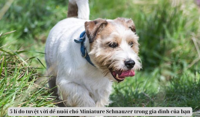 5 lí do tuyệt vời để nuôi chó Miniature Schnauzer trong gia đình của bạn