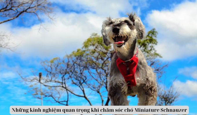 Những kinh nghiệm quan trọng khi chăm sóc chó Miniature Schnauzer