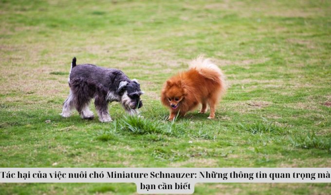 Tác hại của việc nuôi chó Miniature Schnauzer: Những thông tin quan trọng mà bạn cần biết