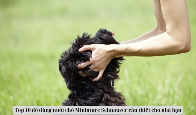 Top 10 đồ dùng nuôi chó Miniature Schnauzer cần thiết cho nhà bạn