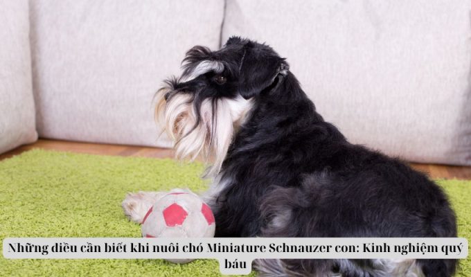 Những điều cần biết khi nuôi chó Miniature Schnauzer con: Kinh nghiệm quý báu