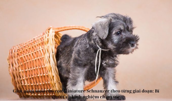 Cẩm nang nuôi chó con Miniature Schnauzer theo từng giai đoạn: Bí quyết và kinh nghiệm chăm sóc