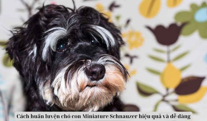 Cách huấn luyện chó con Miniature Schnauzer hiệu quả và dễ dàng