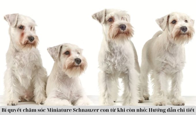 Bí quyết chăm sóc Miniature Schnauzer con từ khi còn nhỏ: Hướng dẫn chi tiết