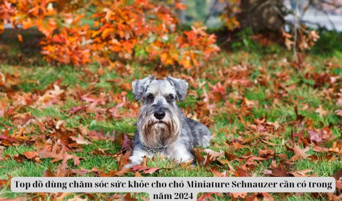 Top đồ dùng chăm sóc sức khỏe cho chó Miniature Schnauzer cần có trong năm 2024