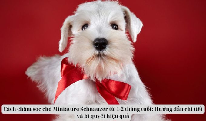 Cách chăm sóc chó Miniature Schnauzer từ 1-2 tháng tuổi: Hướng dẫn chi tiết và bí quyết hiệu quả