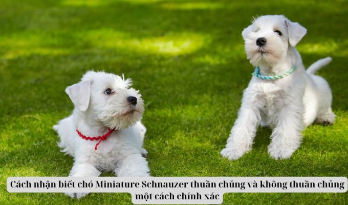 Cách nhận biết chó Miniature Schnauzer thuần chủng và không thuần chủng một cách chính xác