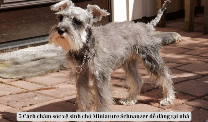 5 Cách chăm sóc vệ sinh chó Miniature Schnauzer dễ dàng tại nhà