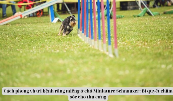 Cách phòng và trị bệnh răng miệng ở chó Miniature Schnauzer: Bí quyết chăm sóc cho thú cưng