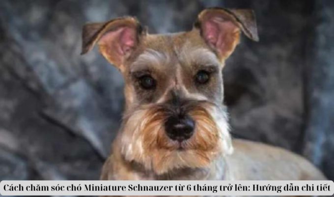 Cách chăm sóc chó Miniature Schnauzer từ 6 tháng trở lên: Hướng dẫn chi tiết