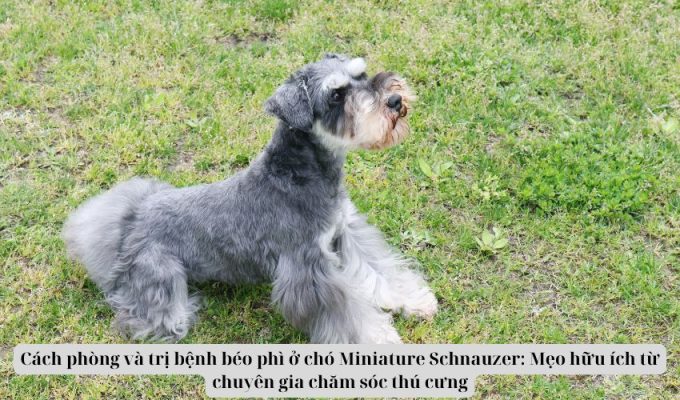 Cách phòng và trị bệnh béo phì ở chó Miniature Schnauzer: Mẹo hữu ích từ chuyên gia chăm sóc thú cưng