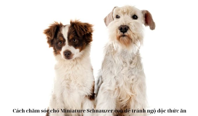 Cách chăm sóc chó Miniature Schnauzer con để tránh ngộ độc thức ăn