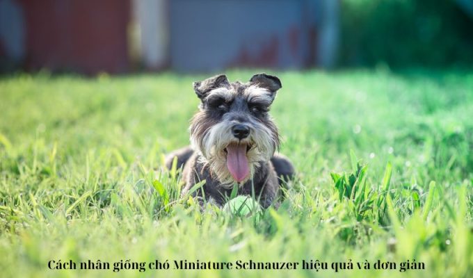 Cách nhân giống chó Miniature Schnauzer hiệu quả và đơn giản