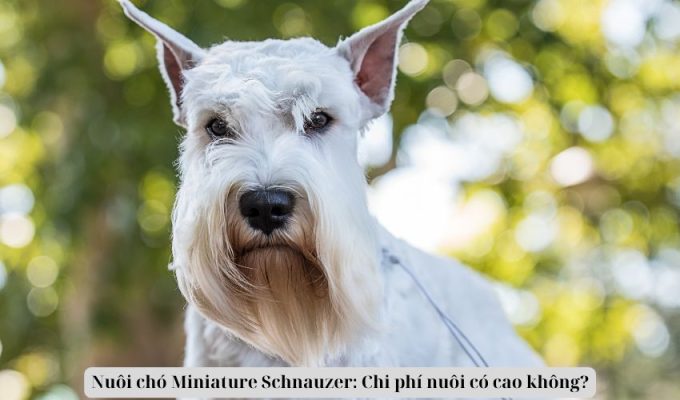 Nuôi chó Miniature Schnauzer: Chi phí nuôi có cao không?