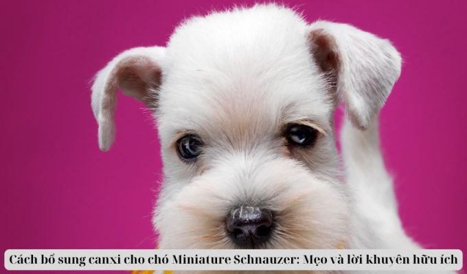 Cách bổ sung canxi cho chó Miniature Schnauzer: Mẹo và lời khuyên hữu ích