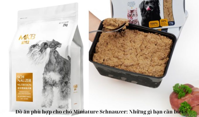 Đồ ăn phù hợp cho chó Miniature Schnauzer: Những gì bạn cần biết