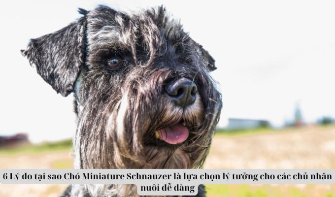 6 Lý do tại sao Chó Miniature Schnauzer là lựa chọn lý tưởng cho các chủ nhân nuôi dễ dàng