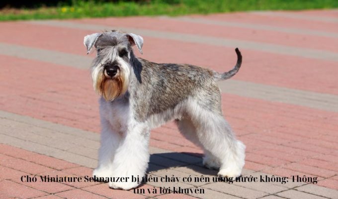 Chó Miniature Schnauzer bị tiêu chảy có nên uống nước không: Thông tin và lời khuyên