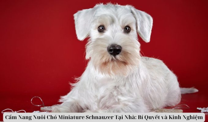 Cẩm Nang Nuôi Chó Miniature Schnauzer Tại Nhà: Bí Quyết và Kinh Nghiệm