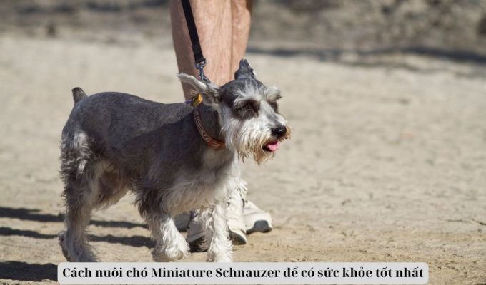 Cách nuôi chó Miniature Schnauzer để có sức khỏe tốt nhất