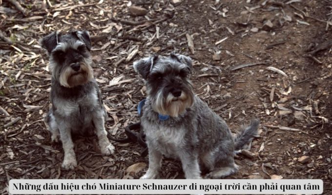 Những dấu hiệu chó Miniature Schnauzer đi ngoại trời cần phải quan tâm