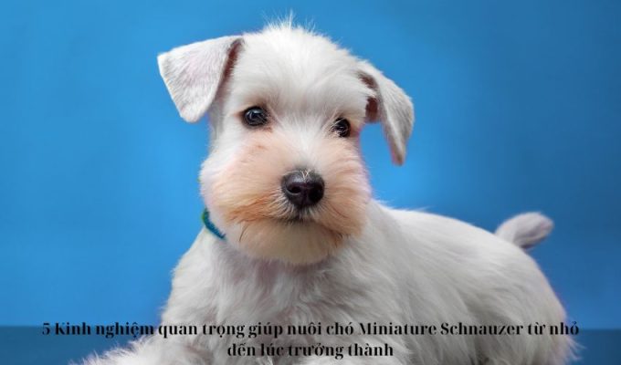 5 Kinh nghiệm quan trọng giúp nuôi chó Miniature Schnauzer từ nhỏ đến lúc trưởng thành