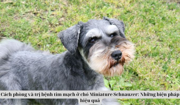 Cách phòng và trị bệnh tim mạch ở chó Miniature Schnauzer: Những biện pháp hiệu quả