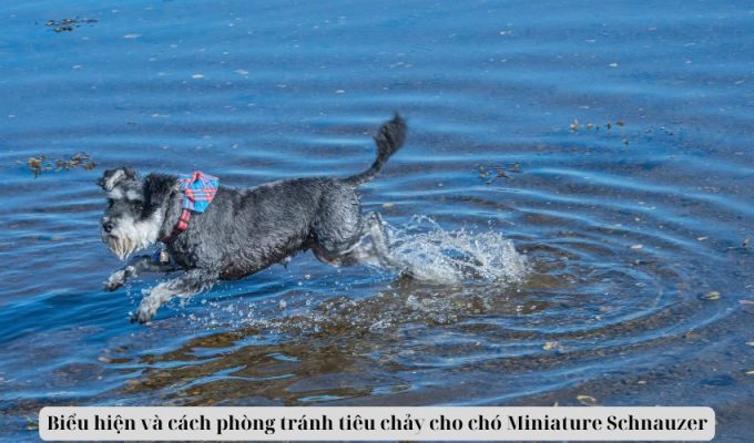 Biểu hiện và cách phòng tránh tiêu chảy cho chó Miniature Schnauzer