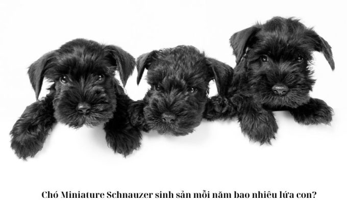 Chó Miniature Schnauzer sinh sản mỗi năm bao nhiêu lứa con?