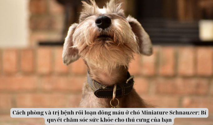 Cách phòng và trị bệnh rối loạn đông máu ở chó Miniature Schnauzer: Bí quyết chăm sóc sức khỏe cho thú cưng của bạn