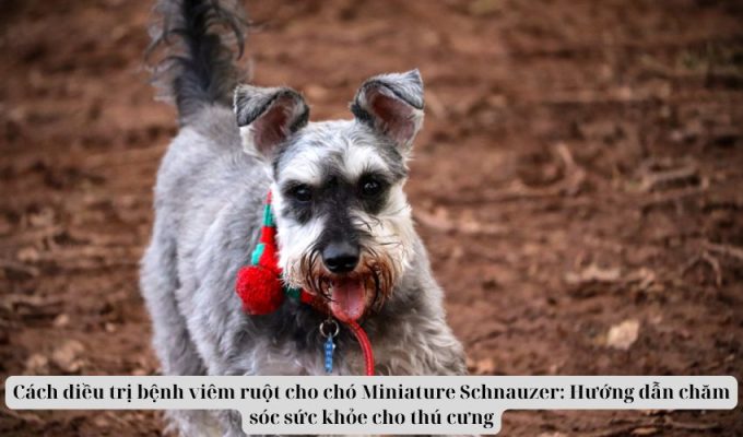 Cách điều trị bệnh viêm ruột cho chó Miniature Schnauzer: Hướng dẫn chăm sóc sức khỏe cho thú cưng