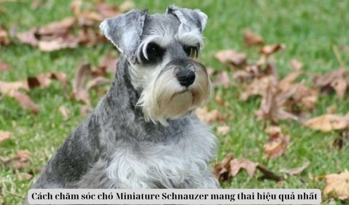 Cách chăm sóc chó Miniature Schnauzer mang thai hiệu quả nhất