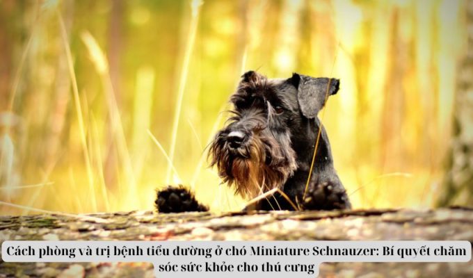 Cách phòng và trị bệnh tiểu đường ở chó Miniature Schnauzer: Bí quyết chăm sóc sức khỏe cho thú cưng