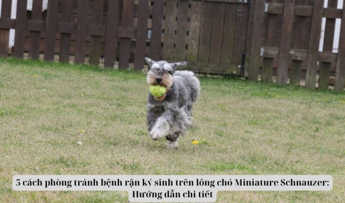 5 cách phòng tránh bệnh rận ký sinh trên lông chó Miniature Schnauzer: Hướng dẫn chi tiết