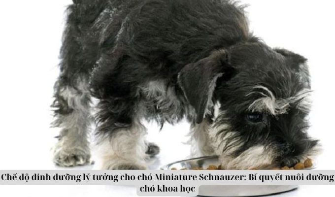 Chế độ dinh dưỡng lý tưởng cho chó Miniature Schnauzer: Bí quyết nuôi dưỡng chó khoa học