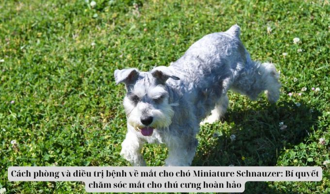 Cách phòng và điều trị bệnh về mắt cho chó Miniature Schnauzer: Bí quyết chăm sóc mắt cho thú cưng hoàn hảo