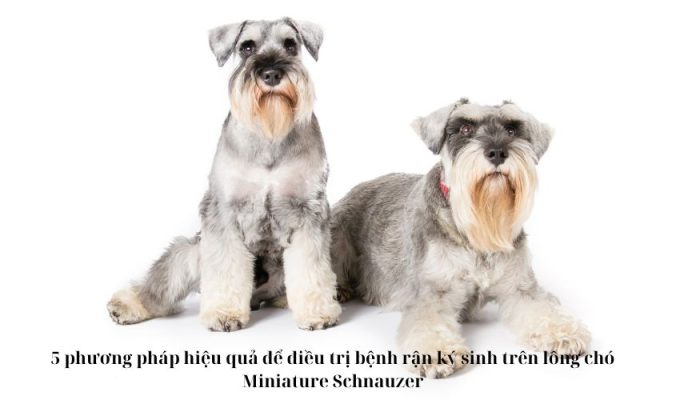 5 phương pháp hiệu quả để điều trị bệnh rận ký sinh trên lông chó Miniature Schnauzer