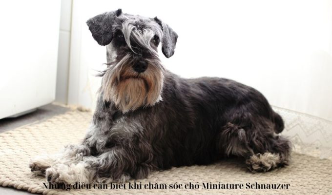 Những điều cần biết khi chăm sóc chó Miniature Schnauzer