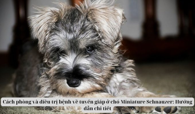 Cách phòng và điều trị bệnh về tuyến giáp ở chó Miniature Schnauzer: Hướng dẫn chi tiết